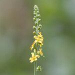 Agrimonia pilosa Flower