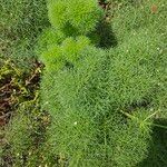 Ferula communis 葉