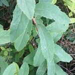 Spiraea douglasii Levél