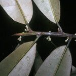 Micropholis guyanensis