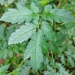 Nasa triphylla Hoja