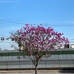 Handroanthus impetiginosusFlower