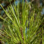 Pinus radiata Levél