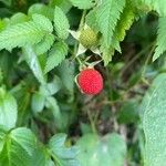 Rubus rosifoliusFrugt