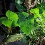 Xanthosoma sagittifoliumLeaf