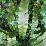 Asplenium scolopendriumपत्ता