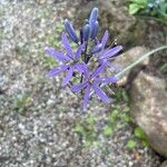 Camassia quamash Çiçek