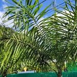 Dypsis madagascariensisLeaf