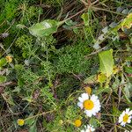 Tripleurospermum maritimum ഇല