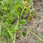 Amphilophium cynanchoides 葉