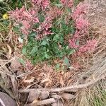 Agastache rupestris Flower