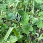 Honorius boucheanus Fula