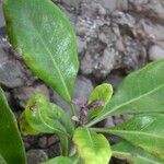 Pittosporum cherrieri Leaf