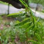 Mimosa quadrivalvis Leaf