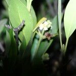 Avicennia germinans Bark