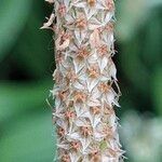 Plantago argentea Mbuma