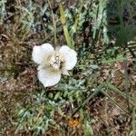 Calochortus gunnisonii Λουλούδι