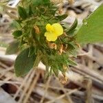 Stylosanthes guianensis Flower