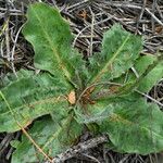 Hypochaeris maculata Folha