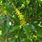Vochysia venezuelana Flor