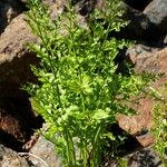 Asplenium cuneifolium Blatt