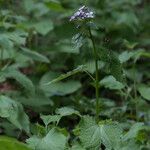 Lunaria redivivaFlower