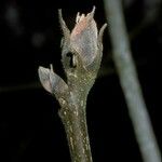 Carya tomentosa Bark