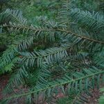 Taxus brevifolia Лист