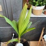 Cocos nucifera Hoja