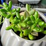 Sedum hernandezii Foglia