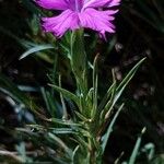 Dianthus graniticus Fuelha