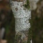 Vepris lanceolata Ŝelo