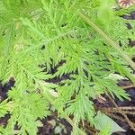 Artemisia annua Blad