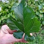 Morus rubra Leaf