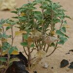 Glossonema boveanum Hábito