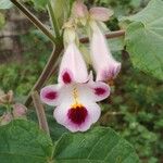 Martynia annua Flower