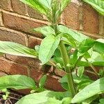 Scrophularia auriculata Leaf