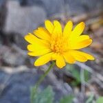 Grindelia patagonica 花