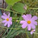 Cosmos bipinnatusКветка