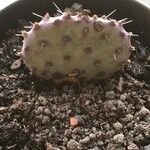 Opuntia macrocentra List