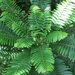 Phyllanthus mimosoides Other