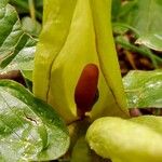 Arum italicum x Arum maculatum Flor
