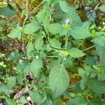 Galeopsis bifida Feuille