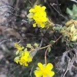 Helianthemum squamatum Flor