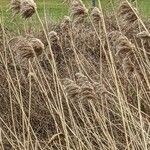 Phragmites australis Blomst