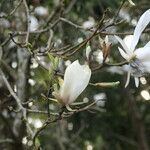 Magnolia salicifolia Hoja