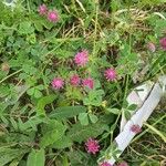 Trifolium resupinatumBlüte