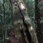 Hylodendron gabunense Corteza