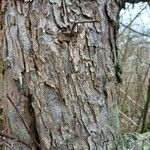 Malus pumila Bark