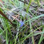 Dampiera stricta Fleur